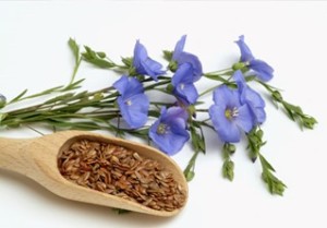 photolibrary_rm_photo_of_flax_seeds_and_flowers
